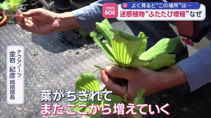 「葉がちぎれて増えていく」