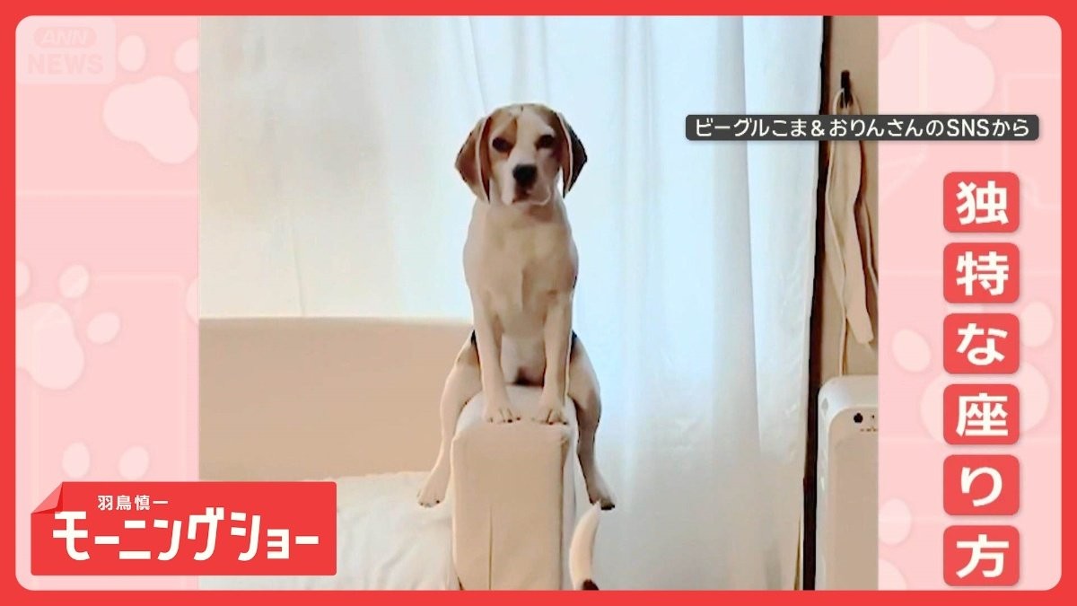 「ソファまたがるワン」独特ワンちゃん飼い主見つめ　なぜソファにまたがって座るの？