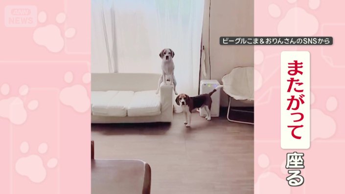 ソファのひじ置きに、またがって座るワンちゃん