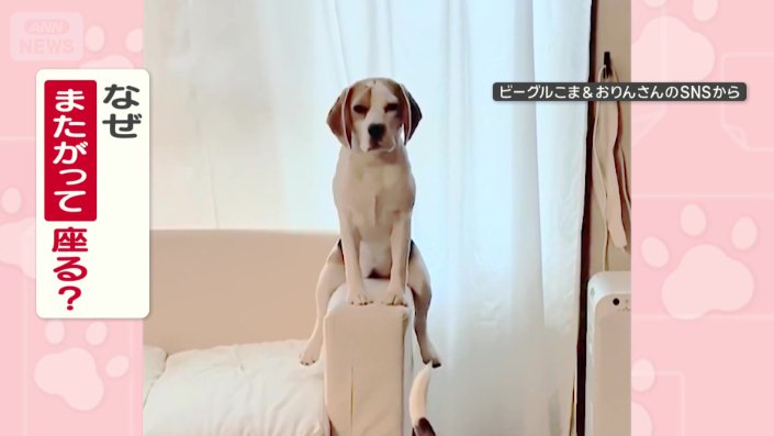 ビーグルのおりんちゃん(1)