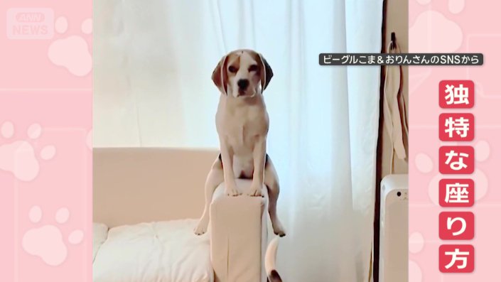 独特な座り方で、飼い主見つめ…