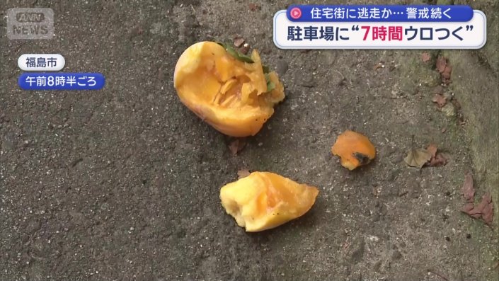 柿の実がかじられた痕跡も。