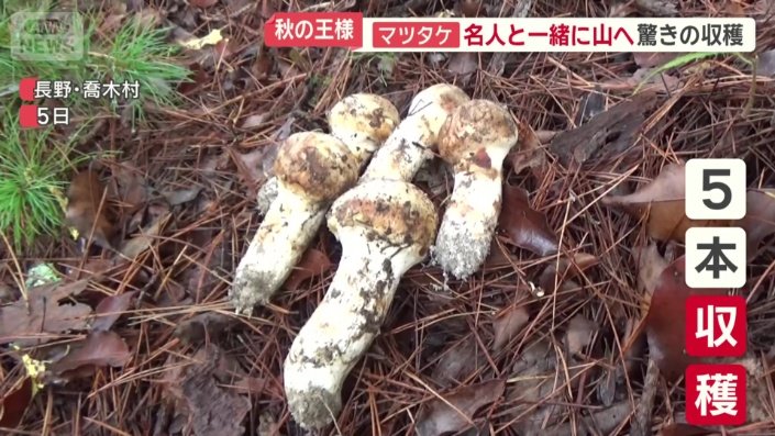 収穫された5本