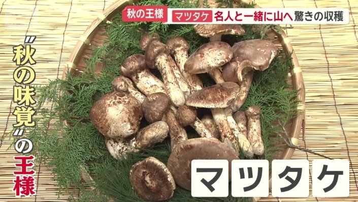 マツタケ