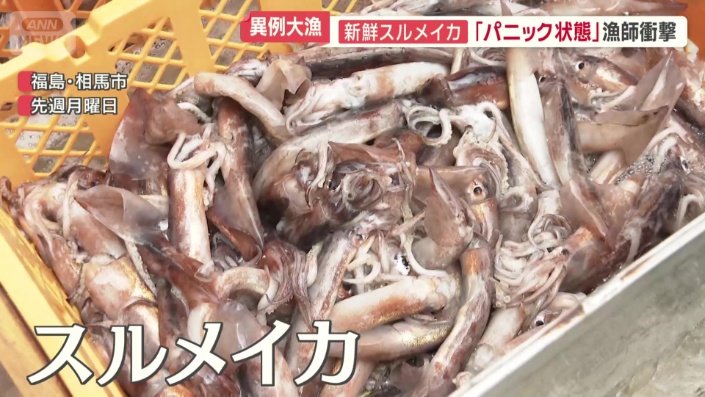 新鮮なスルメイカが続々と水揚げされた