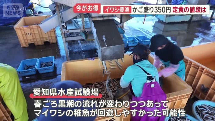 資源管理のため愛知県の漁港では、イワシ漁は週3日に制限