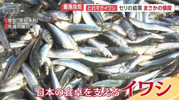 日本の食卓を支える「イワシ」