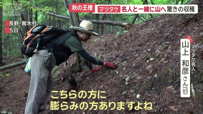 立て続けにマツタケを見つけていく山上さん