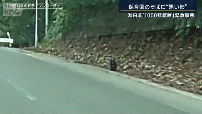 小柄なクマ