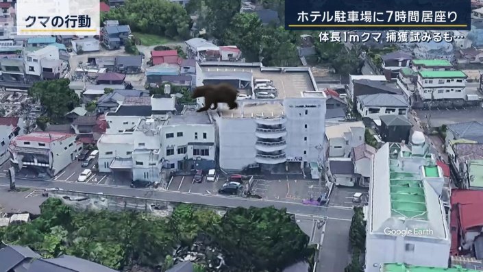 クマの行動