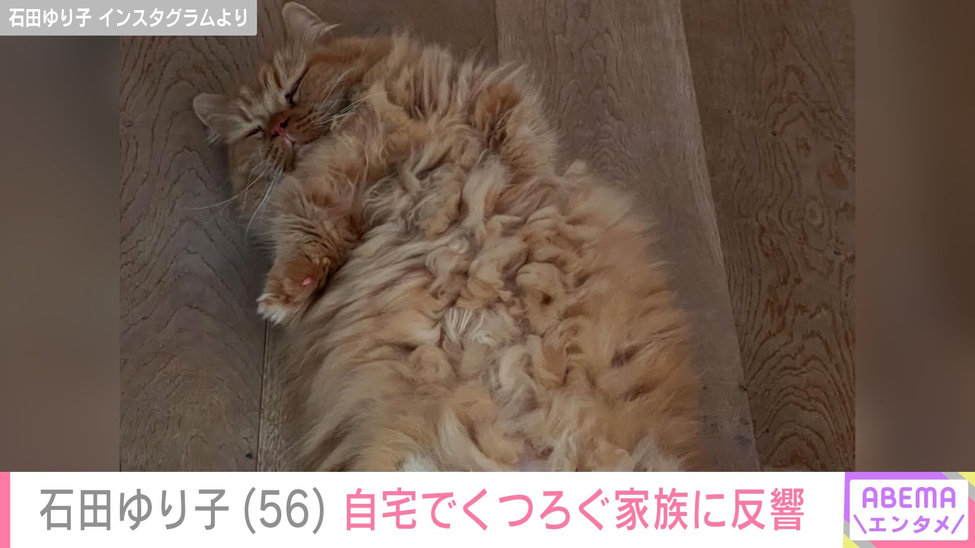 【写真・画像】生活感あふれる自宅が話題・石田ゆり子(56) “約1カ月ぶり”自宅でくつろぐ家族を紹介し近況を報告 1枚目
