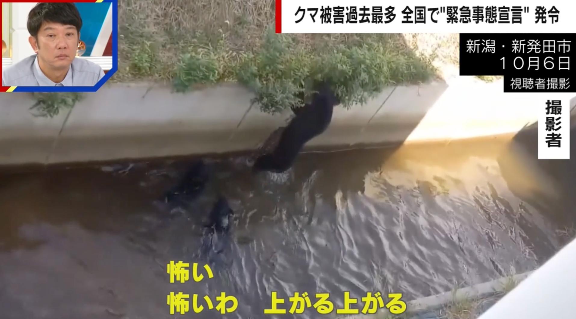 用水路に落ちた3頭のクマを撮影した女性「すごく怖かった」「人間の叫び声のようだった…」