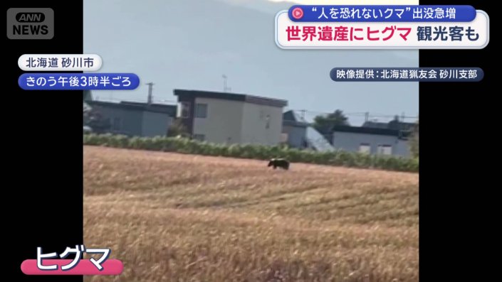 田んぼにヒグマ