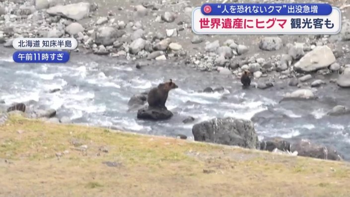 親子とみられるヒグマ