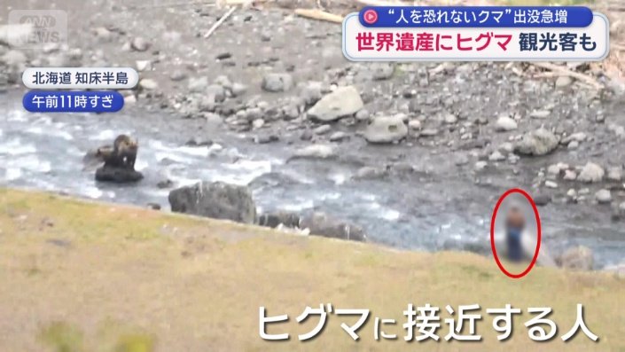 ヒグマに接近して観察する人