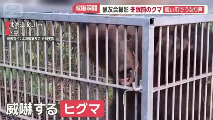 うなり声を上げて威嚇するヒグマ