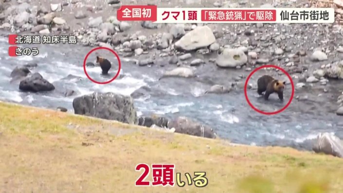 親子とみられるヒグマ