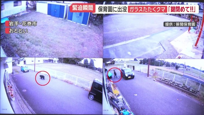 フェンス沿いを歩くクマ