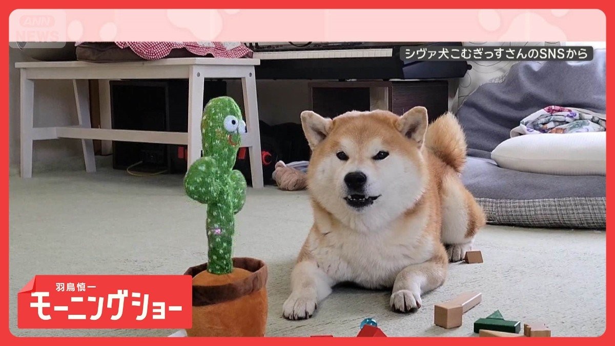 「おもちゃにほえるワン！」無限ループ　声マネおもちゃに反応する犬　なぜやめない？