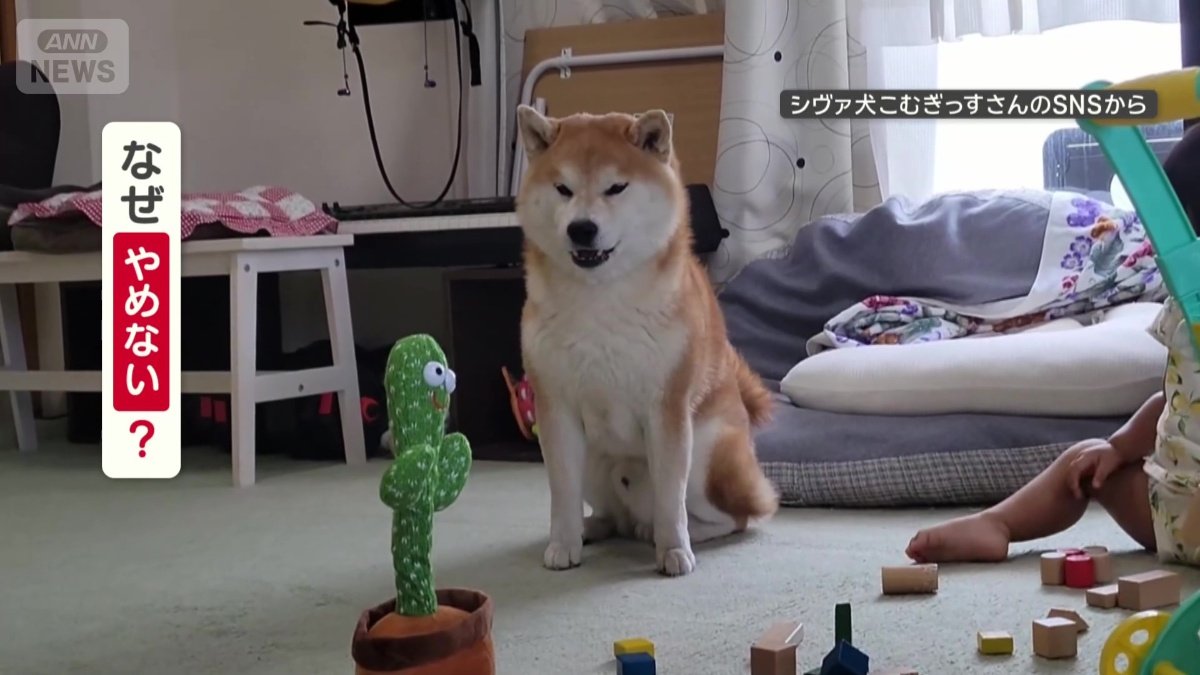 なぜやめない？