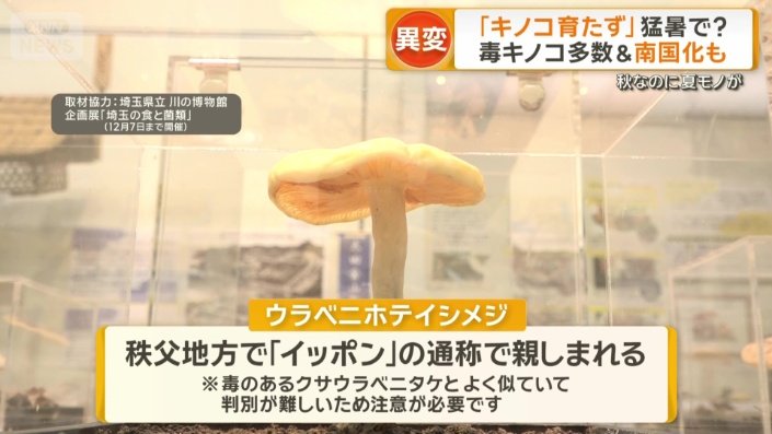 ウラベニホテイシメジ