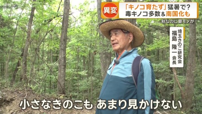 小さなキノコもあまり見かけない