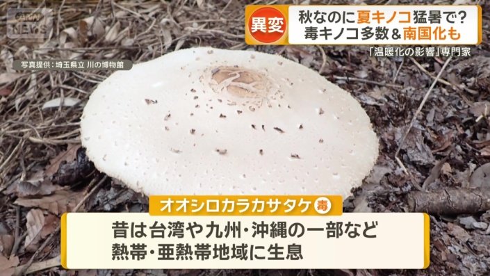 オオシロカラカサタケ