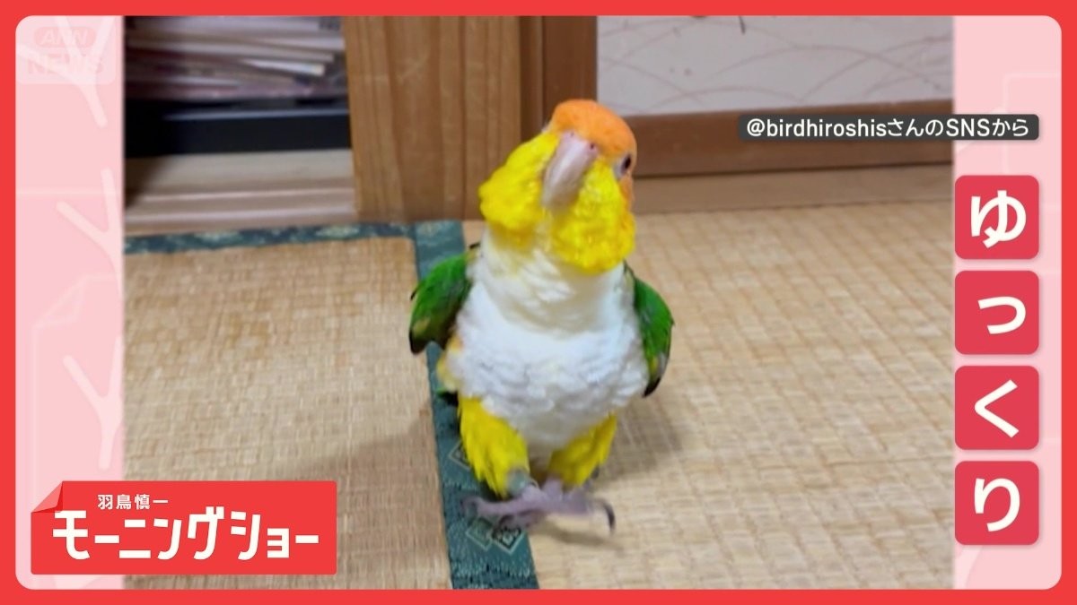 そろ〜りそろ〜り　忍者？泥棒？　スローモーションで歩くインコさん　どんな気持ち？