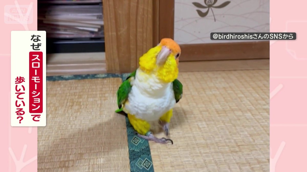 なぜスローモーションで歩く？