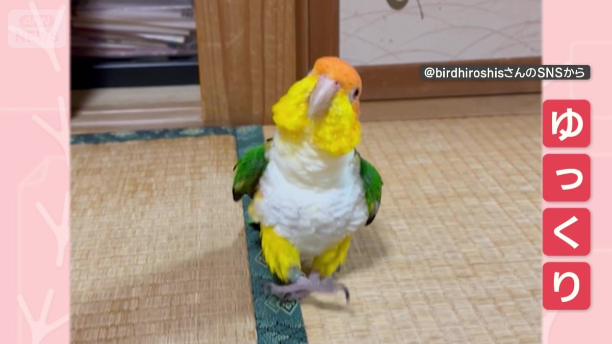 ゆ〜っくり登場