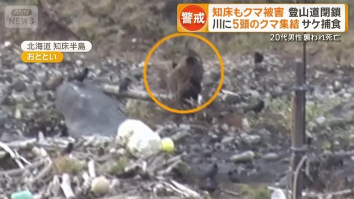 クマの姿