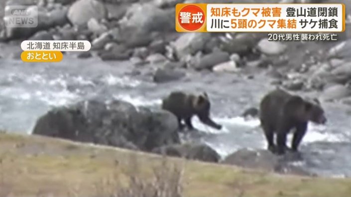 サケに狙いを定めて勢いよく手を伸ばす子グマ