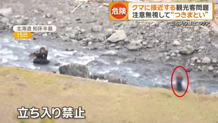 ヒグマに接近する人