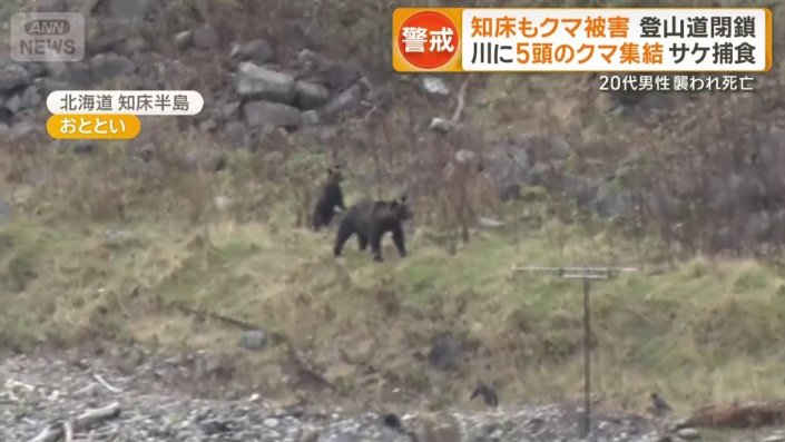 新たな親子グマ