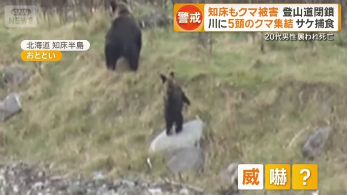 前足を上げるそぶりを見せる子グマ