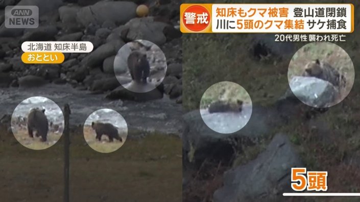 取材中に5頭のクマ集結