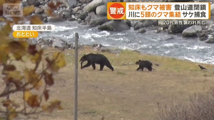 サケをくわえた親グマと子グマ