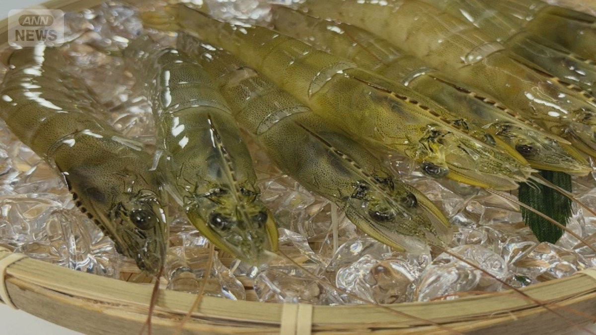 中南米原産エビを茨城で陸上養殖　名産・干し芋エサにブランド化　金属加工会社挑戦