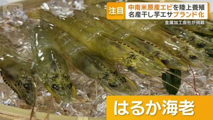 「はるか海老」という名前でブランド化を目指す