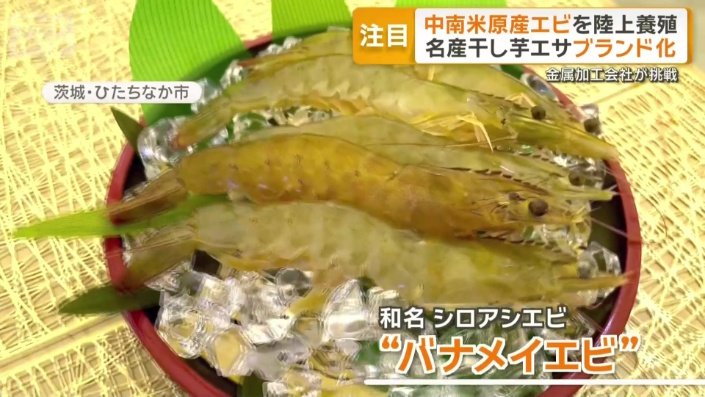 シロアシエビ、通称「バナメイエビ」