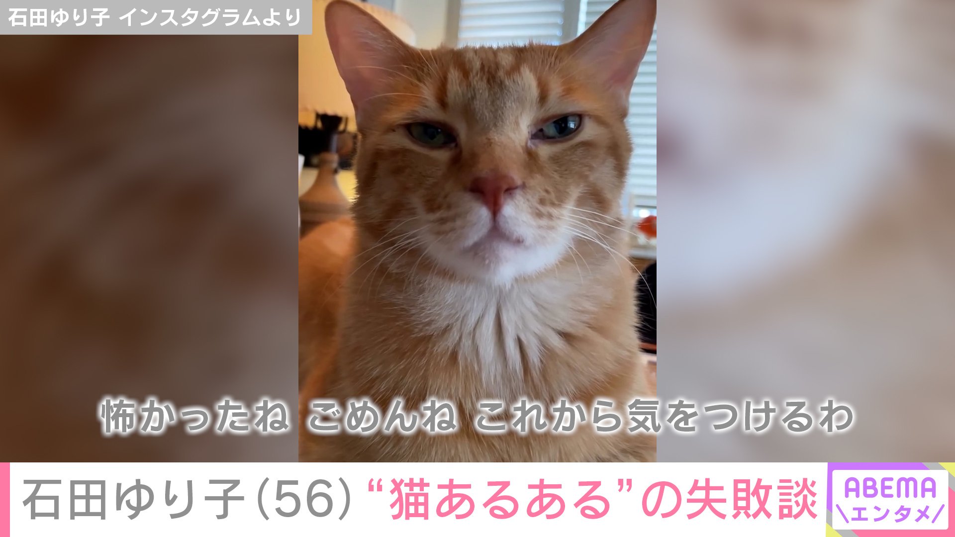 【写真・画像】生活感あふれる自宅が話題・石田ゆり子(56)「お靴の部屋のドア開けたらそこに居たんだね」“猫あるある”の失敗エピソード 2枚目
