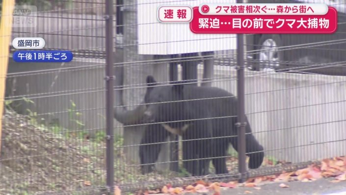 市街地にクマ