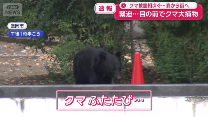 再びクマが姿を現す