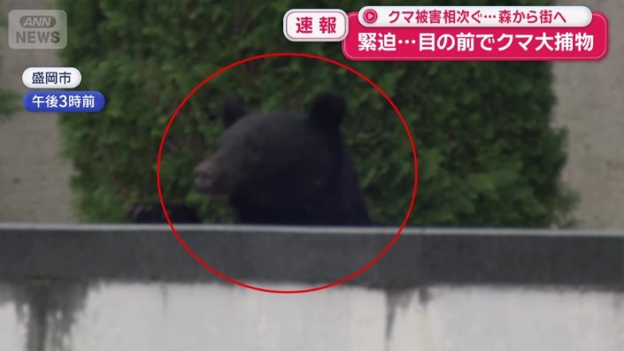 塀から顔を出すクマ