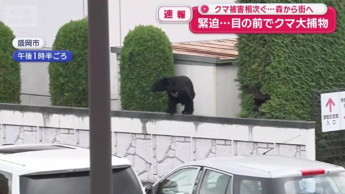 クマが塀の上に