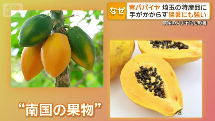 “南国の果物”のイメージ