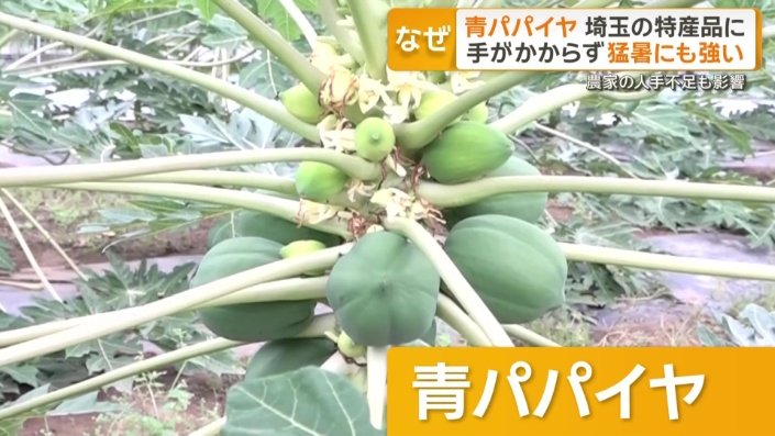 青パパイヤ