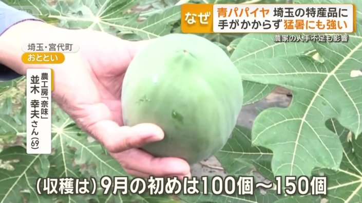 収穫時期を迎えたパパイヤ
