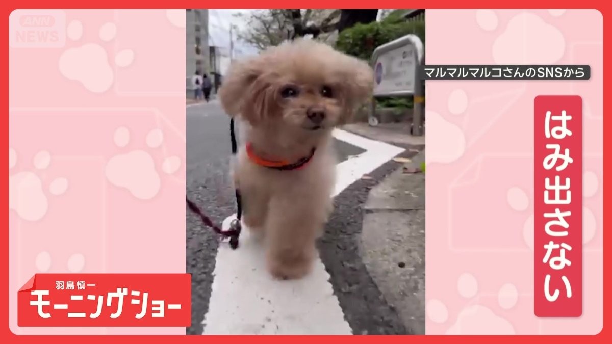 「白線を歩くワン」はみ出たらアウト？　道路の白線の上を歩くワンちゃん　なぜ？