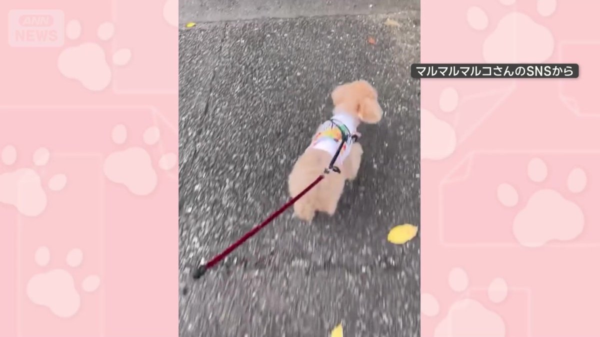 散歩中